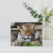 Carte postale du tigre de Zambar (Debout devant)