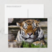 Carte postale du tigre de Zambar (Devant / Derrière)