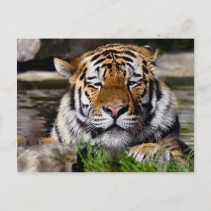 Carte postale du tigre de Zambar