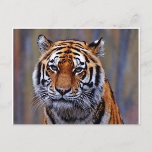 Carte postale du Tigre du Bengale (Devant)