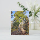 Carte postale du Trône de cèdre Tettegouche Minnes (Debout devant)