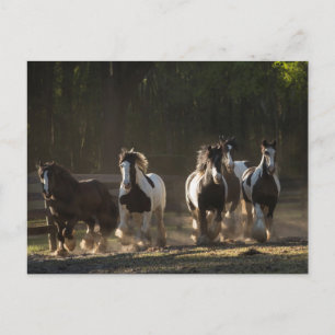 Carte postale du troupeau Gypsy Vanner