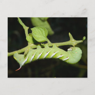 Carte postale du ver de tomate