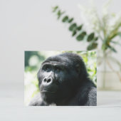 Carte postale du visage de Gorilla (Debout devant)