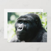 Carte postale du visage de Gorilla (Devant / Derrière)