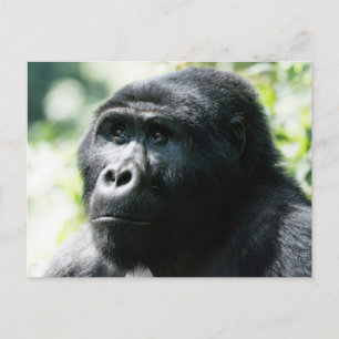 Carte postale du visage de Gorilla