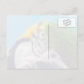 Carte postale du visage de l'ara coloré (Dos)