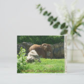 Carte postale du zoo de Nashville (Debout devant)