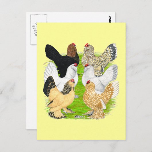 Carte Postale D'Uccles Six Hens (Devant / Derrière)