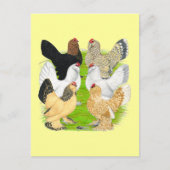 Carte Postale D'Uccles Six Hens (Devant)