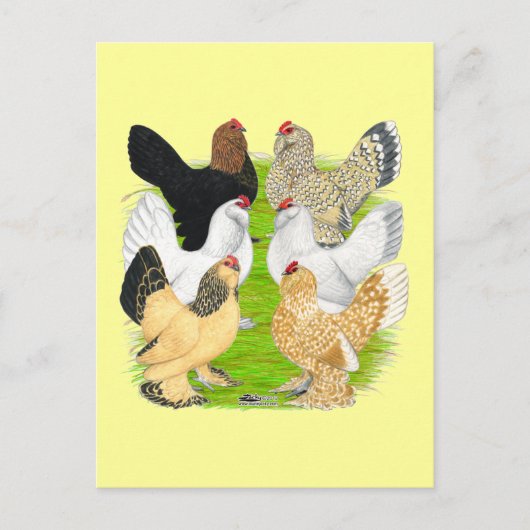 Carte Postale D'Uccles Six Hens (Devant)