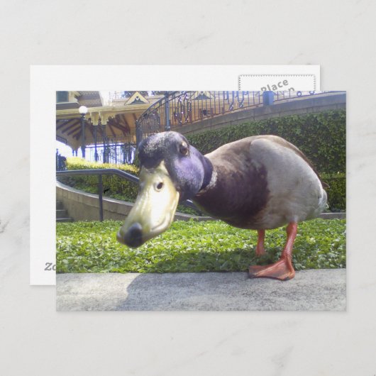 Carte Postale "Duck Encounter" (Devant / Derrière)