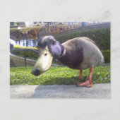 Carte Postale "Duck Encounter" (Devant)