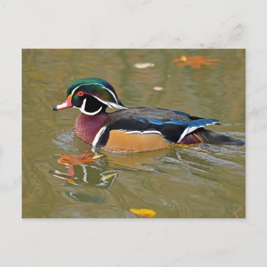 CARTE POSTALE DUCK NAGEANT DANS LE LAC. BEAU CADEAU DE DUCK EN B (Devant)