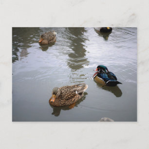 Carte postale Duck Pond