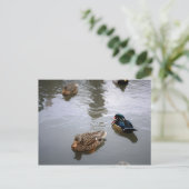 Carte postale Duck Pond (Debout devant)