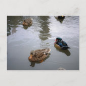 Carte postale Duck Pond (Devant)