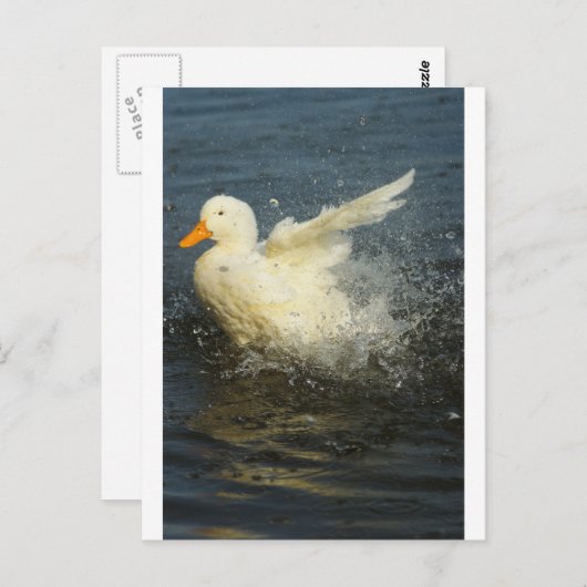 Carte Postale Duck Splash (Devant / Derrière)