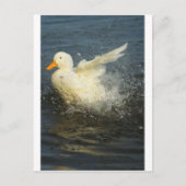 Carte Postale Duck Splash (Devant)