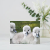 Carte Postale duckies  (Debout devant)