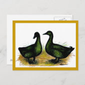 Carte Postale Ducks : Cayuga Pair (Devant / Derrière)