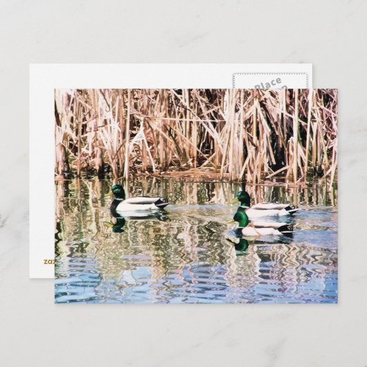 CARTE POSTALE DUCKS SAUVAGES (Devant / Derrière)