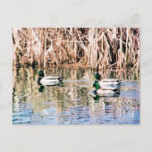 CARTE POSTALE DUCKS SAUVAGES (Devant)