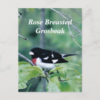 Carte Postale Dude coloré, Grosbeak Rose au coeur