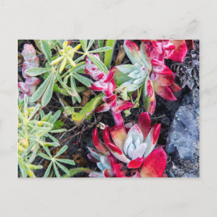 Carte Postale Dudleya de la côte à Point Reyes National Seashore