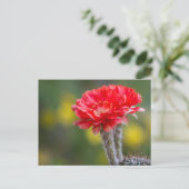 Carte Postale Duet de Firelight fleur de cactus (Debout devant)