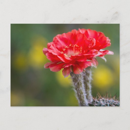 Carte Postale Duet de Firelight fleur de cactus (Devant)