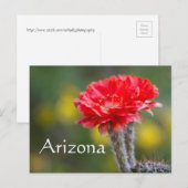 Carte Postale Duet de Firelight fleur de cactus, Arizona (Devant / Derrière)