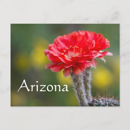 Carte Postale Duet de Firelight fleur de cactus, Arizona (Devant)