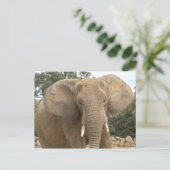 Carte postale Dumbo (Debout devant)