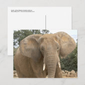 Carte postale Dumbo (Devant / Derrière)