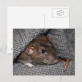 Carte postale Dumbo Rat (Devant / Derrière)