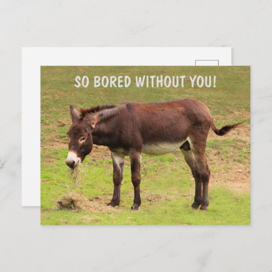 Carte postale d'un âne ennuyé mignon (Devant / Derrière)