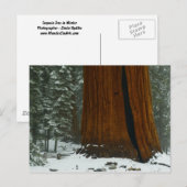 Carte postale d'un arbre séquoia en hiver (Devant / Derrière)