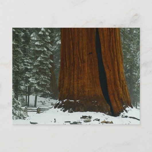 Carte postale d'un arbre séquoia en hiver (Devant)