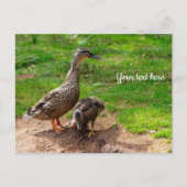 Carte postale d'un canard colvert et de son caneto (Devant)