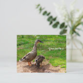 Carte postale d'un canard colvert et de son caneto (Debout devant)