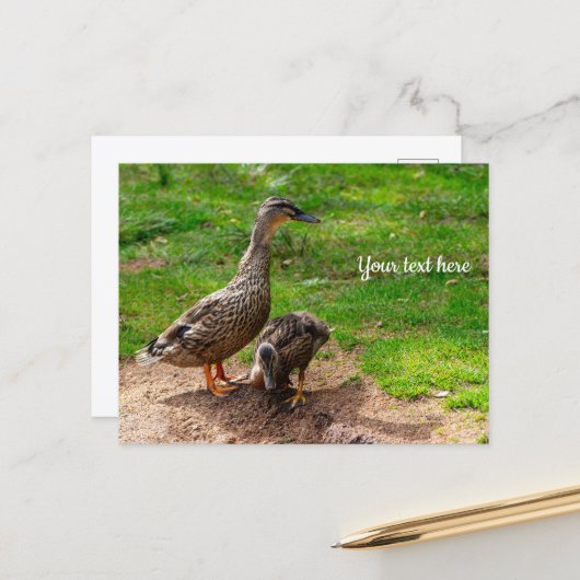 Carte postale d'un canard colvert et de son caneto (Devant/Arrière en situation)
