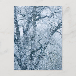 Carte postale d'un chêne dans la neige