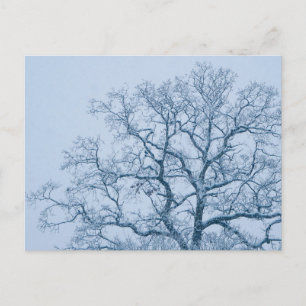 Carte postale d'un chêne sous la neige