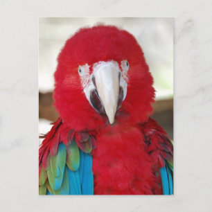 Carte postale d'un magnifique perroquet macaw