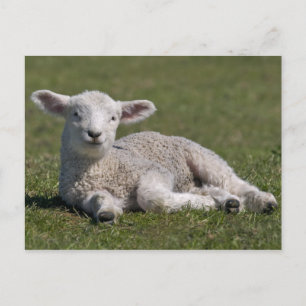 Carte postale d'un mouton mignon