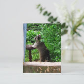 Carte postale d'un raton laveur mignon mangeant à (Debout devant)