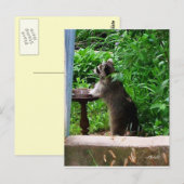 Carte postale d'un raton laveur mignon mangeant à (Devant / Derrière)