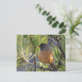 Carte postale d'un Robin Red Breast (Debout devant)