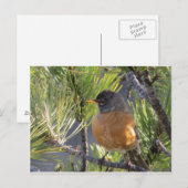 Carte postale d'un Robin Red Breast (Devant / Derrière)